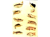 deep sea fish