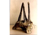 gemsbok